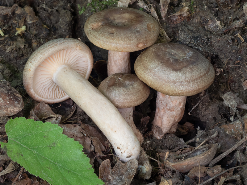 Lactarius pyrogalus Lactarius pyrogalus